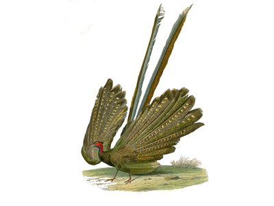 Tavola di storia naturale: Tavola zoologica che rappresenta gallinacei: argus. Tavola tratta dai nove volumi sugli uccelli in "Opere complete di Buffon" scritte dal naturalista Georges Louis Leclerc, Conte di Buffon (1707-1788) tra il 1749 e il 1785 da Edouard Travies