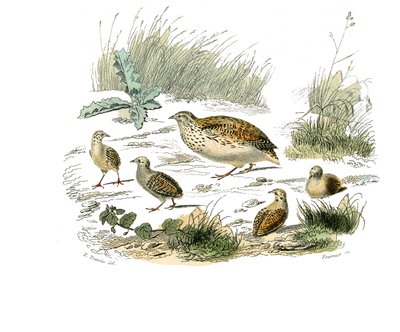 Tavola di storia naturale: Tavola zoologica che rappresenta i gallinacei: quaglia. Tavola tratta dai nove volumi sugli uccelli in "Opere complete di Buffon" scritte dal naturalista Georges Louis Leclerc, Conte di Buffon (1707-1788) da Edouard Travies