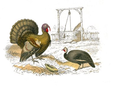 Tavola di storia naturale: tavola zoologica rappresentante gallinacei: gallo tacchino da Edouard Travies