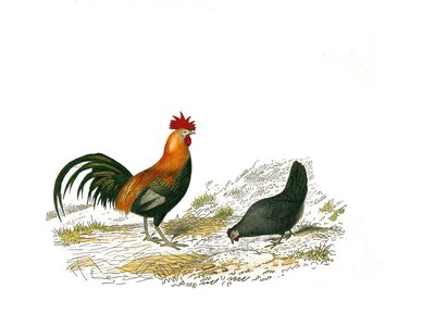 Tavola di storia naturale: Tavola zoologica che rappresenta gallinacei: il gallo e la gallina. Piatto tratto dai nove volumi sugli uccelli in "Opere complete di Buffon" scritte dal naturalista Georges Louis Leclerc, Conte di Buffon da Edouard Travies