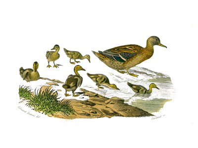Tavola di storia naturale: Tavola zoologica che rappresenta i palmipedi lamellirostrati (con lamelle o denti). L