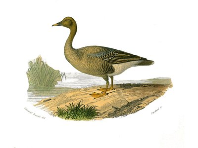 Tavola di storia naturale: Tavola zoologica che rappresenta palmipedi lamellirostrous (con lamelle o denti). Oca selvatica. Tavola tratta dai nove volumi sugli uccelli in "Opere complete di Buffon" scritte dal naturalista Georges Louis Leclerc, Conte di Bu da Edouard Travies
