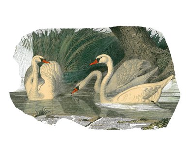 Storia naturale: Tavola zoologica rappresentante palmipedi lamellirostri da Edouard Travies