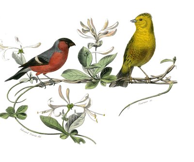Tavola di storia naturale: Tavola zoologica che rappresenta il bouvreuil e il passero di Francia. Piatto tratto dai nove volumi sugli uccelli in "Opere complete di Buffon" scritte dal naturalista Georges Louis Leclerc, Conte di Buffon da Edouard Travies