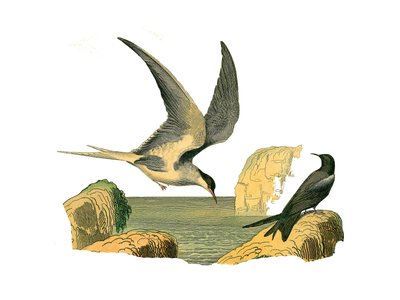 Tavola di storia naturale: Tavola zoologica che rappresenta i longipens (o grandi velieri, uccelli d