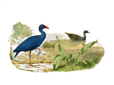 Tavola di storia naturale: Tavola zoologica che rappresenta i longirostri (becco lungo e sottile): la gallinella sultana e la gallinella d