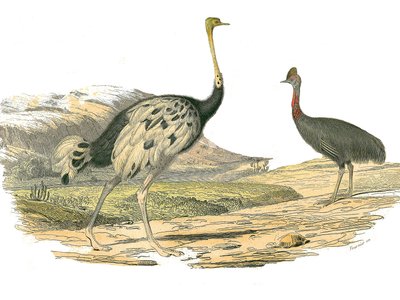 Tavola di storia naturale: Tavola zoologica che rappresenta i trampolieri: struzzo e casuario. Tavola tratta dai nove volumi sugli uccelli in 