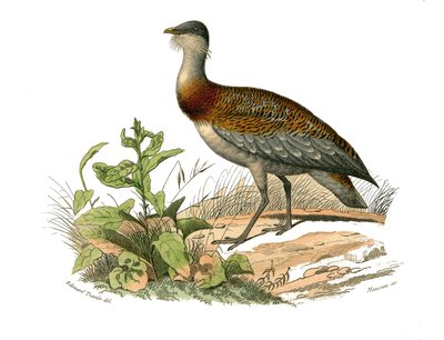 Tavola di storia naturale: Tavola zoologica che rappresenta i trampolieri: l