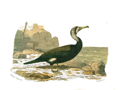 Tavola di storia naturale: Tavola zoologica che rappresenta i totipalmi (pesca subacquea). Il cormorano. Tavola tratta dai nove volumi sugli uccelli in "Opere complete di Buffon" scritte dal naturalista Georges Louis Leclerc, Conte di Buffon (1707-1788) da Edouard Travies