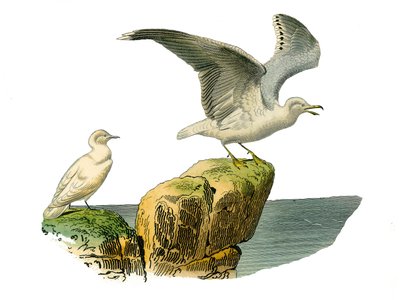 Tavola di storia naturale: Tavola zoologica che rappresenta i totipalmi (pesca subacquea). Il gabbiano bianco e il gabbiano con mantello grigio. Tavola tratta dai nove volumi sugli uccelli in "Opere complete di Buffon" scritte dal naturalista Georges Louis da Edouard Travies