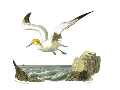 Tavola di storia naturale: Tavola zoologica che rappresenta totipalmi (pesca subacquea). Il bassan. Tavola tratta dai nove volumi sugli uccelli in "Opere complete di Buffon" scritte dal naturalista Georges Louis Leclerc, Conte di Buffon (1707-1788) tra il  da Edouard Travies