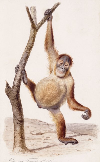 Orangutan, 1836 da Edouard Travies
