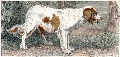 Spaniel (cane) - 