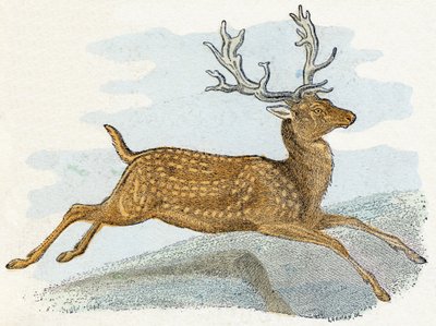 Cervo - "Alfabeto illustrato degli animali" XIX secolo (incisione) da Edouard Travies