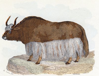 Yak - "Alfabeto illustrato degli animali" XIX secolo (incisione) da Edouard Travies