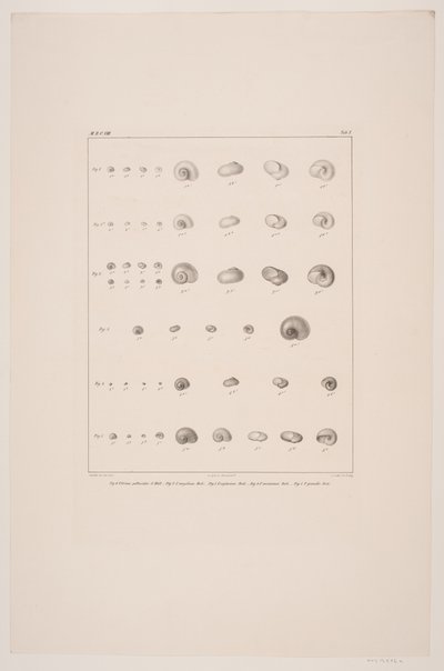 Collezione di conchiglie di Christian VIII, tavola I da Edvard Fortling