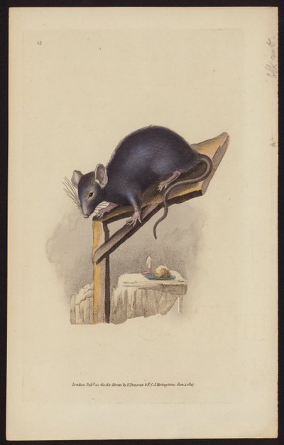 Ratto nero da Edward (after) Donovan
