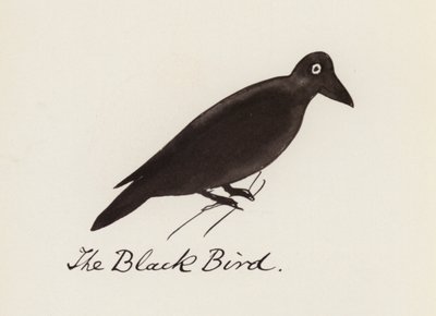Il Libro degli Uccelli: L
