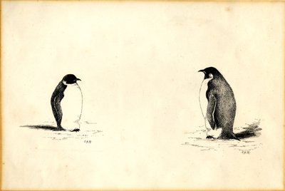 Pinguini imperatore da Edward Adrian Wilson