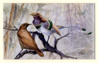 Re degli uccelli del paradiso, 1909 da Edward Adrian Wilson