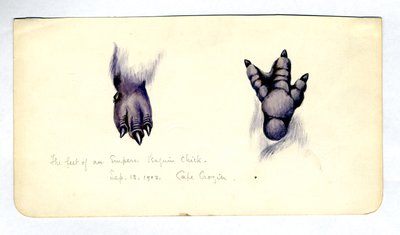 Due studi del piede di un pulcino di pinguino imperatore, 1901-04 da Edward Adrian Wilson