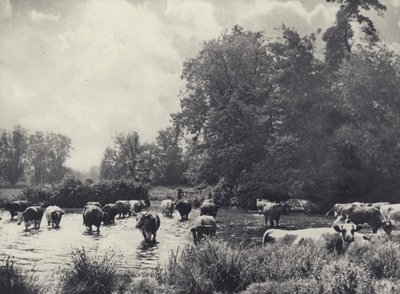 Mucche che attraversano il Nadder da Edward Alfred Barton