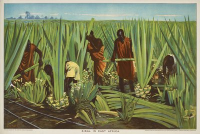 Sisal in Africa orientale, dalla serie 