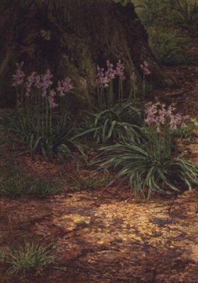 Campanule da Edward Clifford