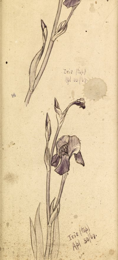 Iris da Edward Burne Jones