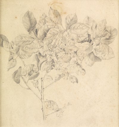 Studio per frutteto di mele da Edward Burne Jones