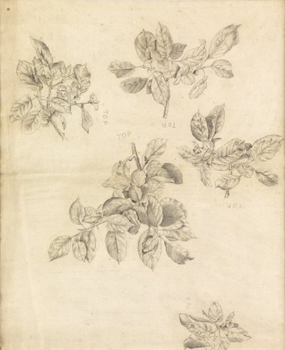 Studio di mele, possibilmente per lo sfondo di "Arthur in Avalon" da Edward Burne Jones