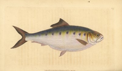 Alosa alosa (Clupea alosa). Incisione a mano colorata disegnata e incisa da Edward Donovan dal suo "Natural History of British Fishes", Donovan e F.C. e J. Rivington, Londra da Edward Donovan