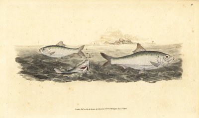 Allis shad, Alosa alosa da Edward Donovan