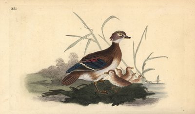 Anatra del legno americana (femmina e giovane). Incisione a mano colorata a rame disegnata e incisa da Edward Donovan dal suo Natural History of British Birds, Londra da Edward Donovan