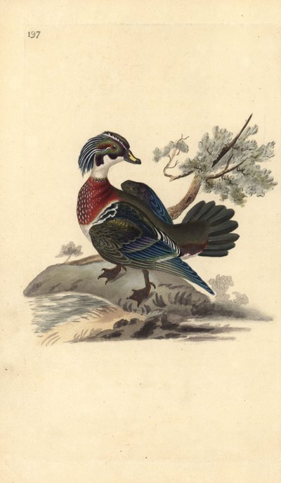 Anatra sposa, Aix sponsa da Edward Donovan