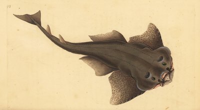 Squadro angelo, Squatina squatina. Criticamente in pericolo. Incisione a mano colorata disegnata e incisa da Edward Donovan dal suo 