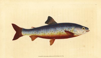 Salmerino artico, Salvelinus alpinus alpinus da Edward Donovan