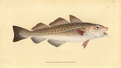 Merluzzo atlantico o merluzzo. Gadus morhua. Vulnerabile. Incisione colorata a mano tratta da Edward Donovan dal suo Natural History of British Fishes, Donovan e F.C. e J. Rivington, Londra da Edward Donovan