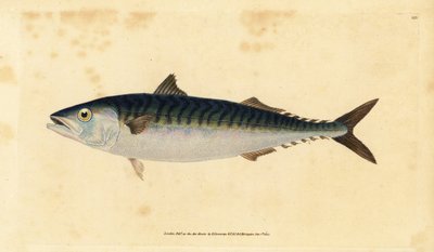 Sgombro atlantico, Scomber scombrus da Edward Donovan