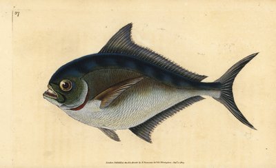 Brama atlantica, Brama brama da Edward Donovan