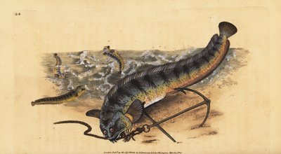 Lupo di mare atlantico, Anarhichas lupus da Edward Donovan