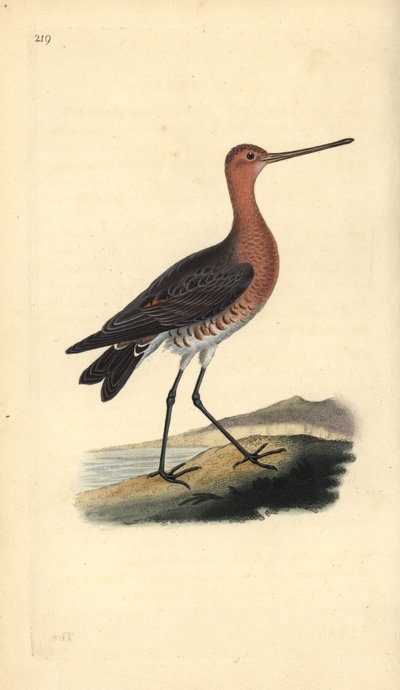 Pivieressa (maschio), Limosa lapponica da Edward Donovan