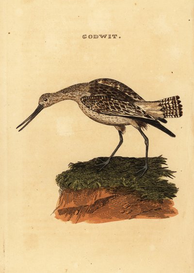 Pivieressa, Limosa lapponica da Edward Donovan