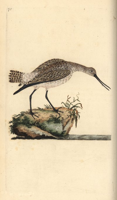 Pivieressa, Limosa lapponica da Edward Donovan
