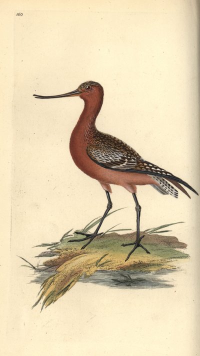 Pivieressa, Limosa lapponica da Edward Donovan