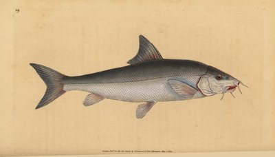 Barbo, Cyprinus barbus. Incisione a mano colorata disegnata e incisa da Edward Donovan dal suo 