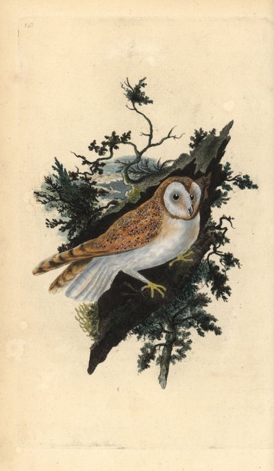 Barbagianni, Tyto alba da Edward Donovan