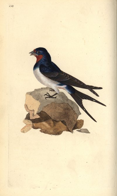 Rondine comune, Hirundo rustica da Edward Donovan