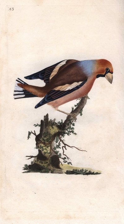 Grosbeak. Incisione a rame di Edward Donovan, pubblicata in Histoire naturelle des oiseaux britanniques, Londra da Edward Donovan