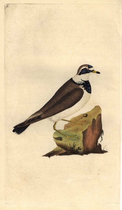 Charadrius hiaticula. Incisione su rame di Edward Donovan (1768-1837), pubblicata in Histoire naturelle des oiseaux britanniques, Londra da Edward Donovan